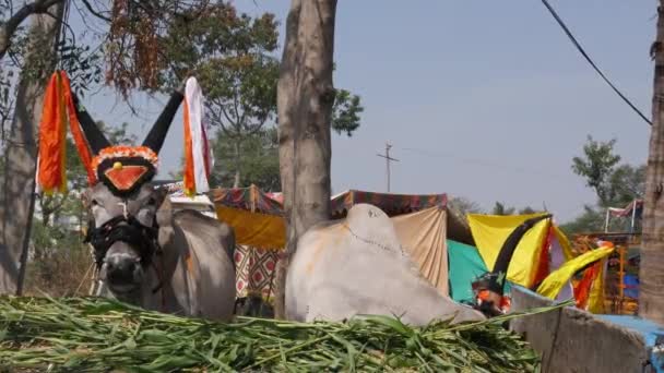 Vijayanagara India February 2023 Close Decorated Strong Bull Large Horns — Vídeos de Stock