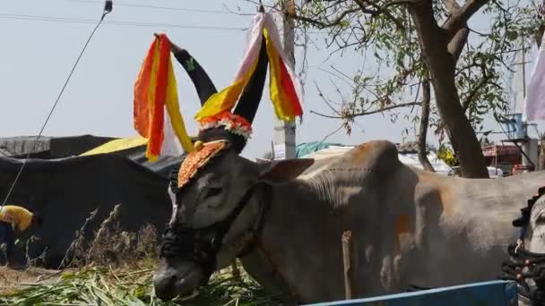 Vijayanagara India February 2023 Close Decorated Strong Bull Large Horns — Video Stock