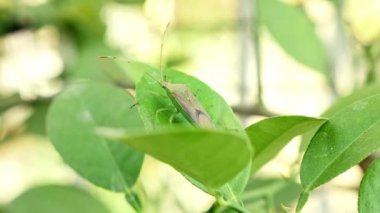 A view of the Homoeocerus bipunctatus insect flying away from a leaf in the house garden