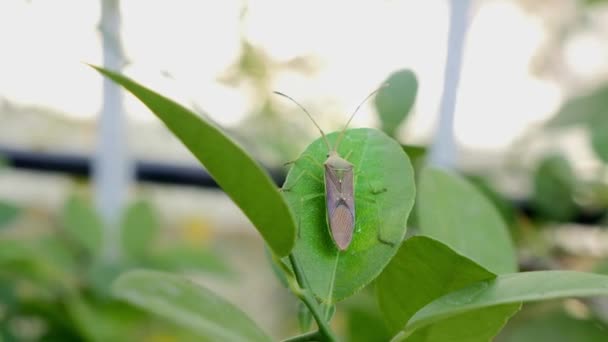 Macro View Homoeocerus Bipunctatus Insect Resting Green Leaf House Garden — Stock videók