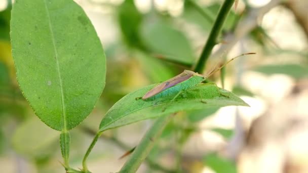 Macro View Homoeocerus Bipunctatus Insect Resting Green Leaf House Garden — Stock video