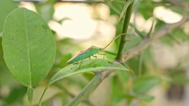 Macro View Homoeocerus Bipunctatus Insect Resting Green Leaf House Garden — Vídeos de Stock