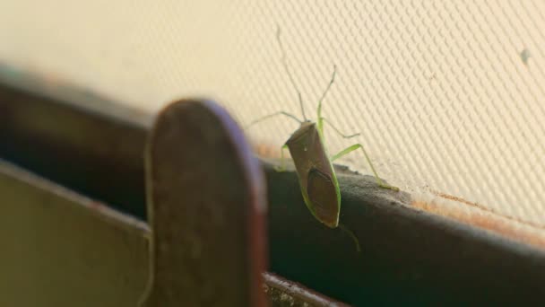 Macro View Homoeocerus Bipunctatus Insect Crawling Window Glass House — Stockvideo