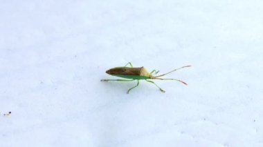 Evin içinde beyaz kağıt üzerinde oturan Homoeocerus bipunctatus böceğinin makro görüntüsü.