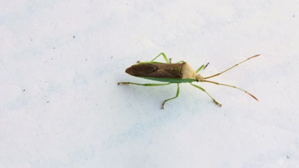 Evin Içinde Beyaz Kağıt Üzerinde Oturan Homoeocerus Bipunctatus Böceğinin Makro — Stok video