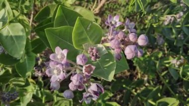 Closeup of Calotropis procera flowers blossom in the wind during hot sunny day of summer