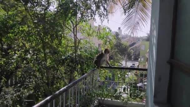 Mother Macaque Monkey Sits Corner Grill House Sunny Day — Stockvideo