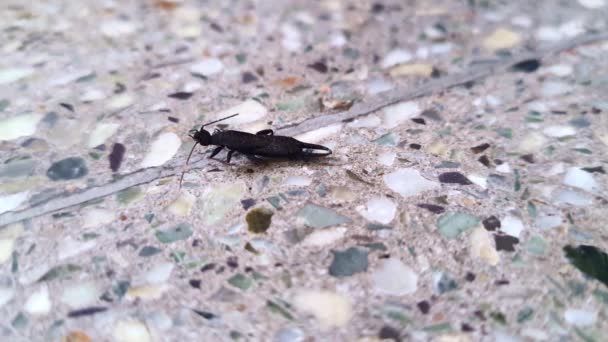 Macro Uitzicht Een Oortje Insect Geïsoleerd Vloer Dermaptera Insecten Insecten — Stockvideo