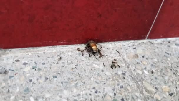 宏观上看一群黑蚂蚁猎取蜜蜂或攻击蜜蜂在房子的地板上吃东西 — 图库视频影像