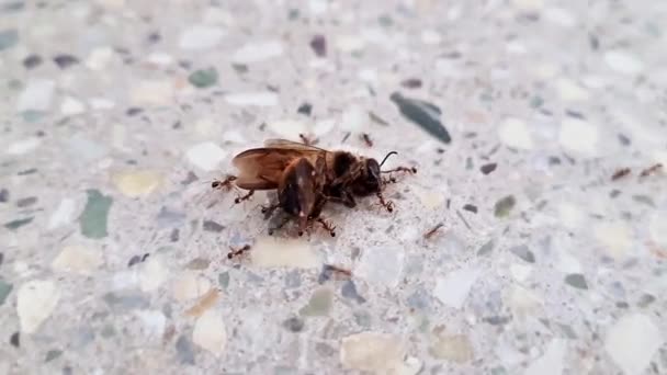 Makro Pohled Skupinu Černých Mravenců Nesoucích Včelu Jejich Hnízdu Jídlu — Stock video