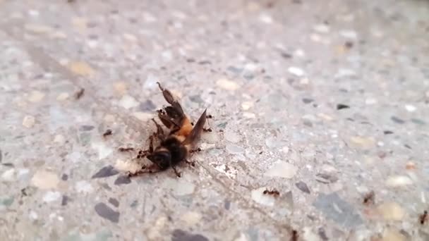 Makro Nézet Egy Csapat Fekete Hangyáról Akik Mézelő Méhecskét Visznek — Stock videók