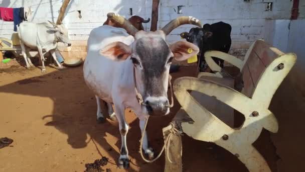 Primer Plano Una Vaca India Atada Granero Refugio Vacas Goshala — Vídeo de stock
