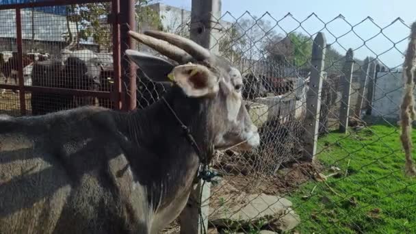 牛小屋の中の牛の顔の視点 または晴れた日の間にゴシャラ — ストック動画