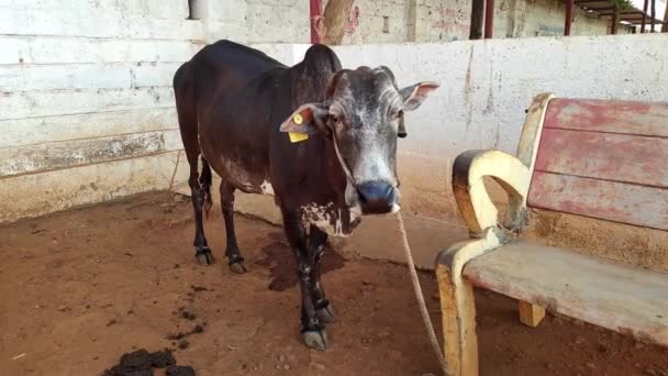 Primer Plano Una Vaca India Atada Granero Refugio Vacas Goshala — Vídeo de stock