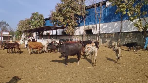 Een Weids Uitzicht Een Groep Runderen Koeienstal Goshala Tijdens Een — Stockvideo
