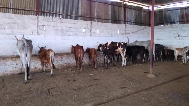 Vídeo Vacas Comiendo Dentro Del Granero Vaquero Goshala Rural Indio — Vídeo de stock