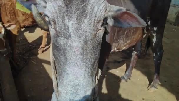 Närbild Ansiktet Kon Inne Ladan Eller Cowshed Indian Landsbygden — Stockvideo