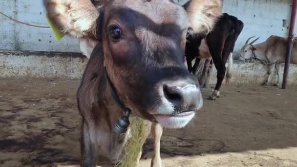 Closeup Face Baby Calf Barn Cowshed Indian Rural Goshala — Stock Video