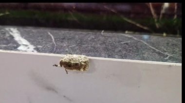 Evin içindeki fayanslarda sürünen böceklerin makro görüntüsü.