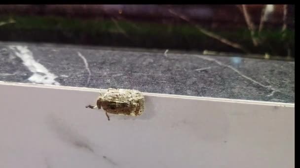 Makro Pohled Plazící Hmyz Eurybrachidae Dlaždicích Uvnitř Domu — Stock video