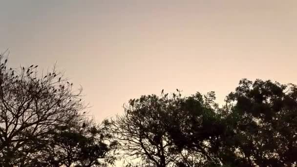 Μια Σιλουέτα Ενός Κοπαδιού Παπαγάλων Σκαρφαλωμένων Στα Δέντρα Κατά Την — Αρχείο Βίντεο