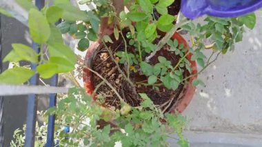 Sabahları saksıdaki çiçekleri sulamanın en iyi yolu. Çevre konsepti.