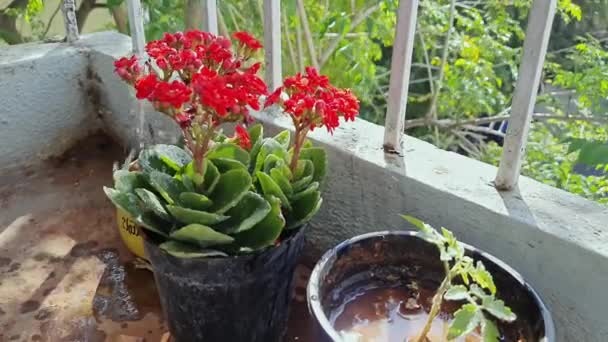Zavlažování Mladé Kalanchoe Rostlina Rostoucí Květináči Balkóně Domu Životní Prostředí — Stock video