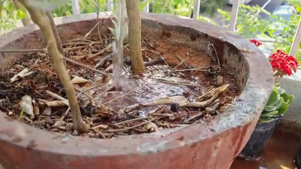 夏の間に鉢に植物を散水するポットの視点 環境概念 — ストック動画