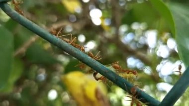 Bahar zamanı kabloda yiyecek taşıyan dokumacı karıncaların makro görüntüsü