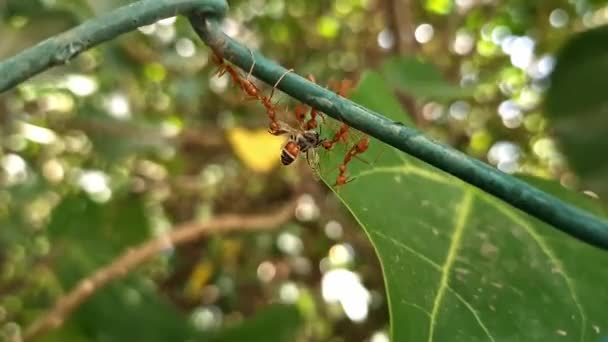 Makroaufnahme Von Weberameisen Die Eine Tote Honigbiene Auf Einem Draht — Stockvideo