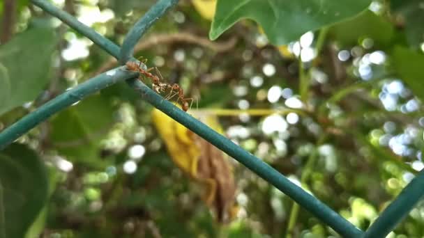 Vista Macro Hormigas Tejedoras Llevando Comida Alambre Durante Primavera — Vídeo de stock