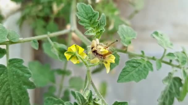 Bahar Mevsiminde Bir Bahçesinde Domates Yiyen Küçük Bir Tırtılın Makro — Stok video
