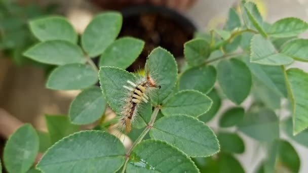 Macro View Tiny Caterpillar Crawling Rose Plant Spring Time Garden — Stock Video