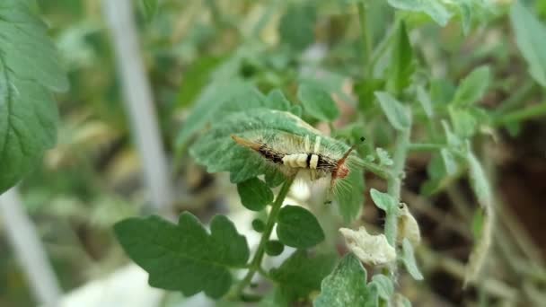 봄철에 정원에서 토마토 나무에 기어다니는 애벌레를 매크로보는 — 비디오