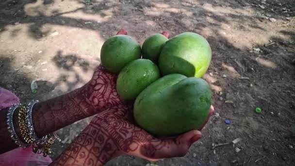 Zbliżenie Rąk Tatuażami Henny Trzymającymi Niedojrzałe Mango Farmie Mango Sezonie — Wideo stockowe