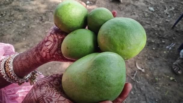 Zbliżenie Rąk Tatuażami Henny Trzymającymi Niedojrzałe Mango Farmie Mango Sezonie — Wideo stockowe
