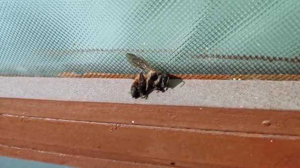 Makro Syn Döende Honungsbee Closeup Död Honung Bee Death Honungsbin — Stockvideo