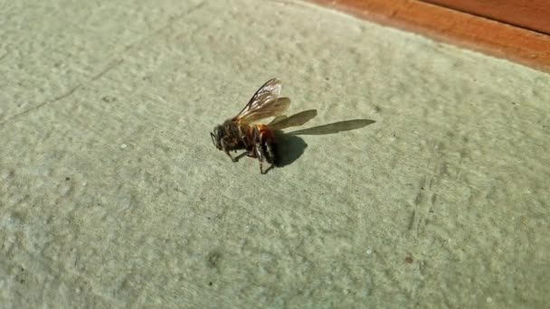Makroaufnahme Einer Sterbenden Honigbiene Nahaufnahme Einer Toten Honigbiene Tod Von — Stockvideo