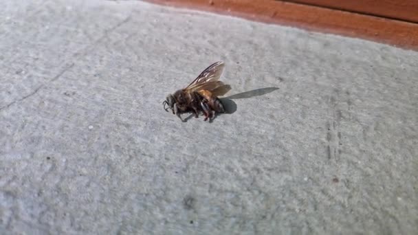死亡蜜蜂的宏观视图 死亡蜜蜂的特写 蜜蜂的死亡和人类对环境的污染 — 图库视频影像