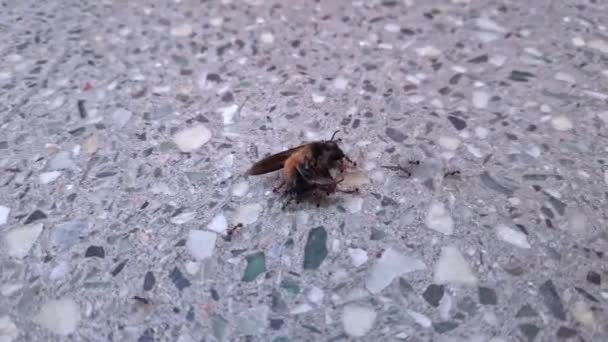 Eine Makroaufnahme Einer Gruppe Schwarzer Ameisen Die Eine Honigbiene Zum — Stockvideo
