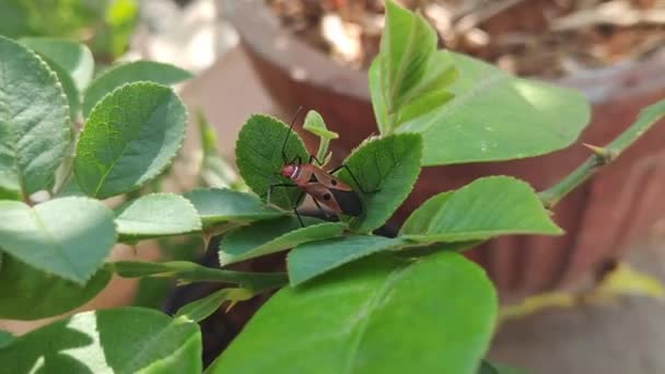 Macro View Dysdercus Cingulatus Red Cotton Stainer Perches Rose Leaf — Vídeos de Stock
