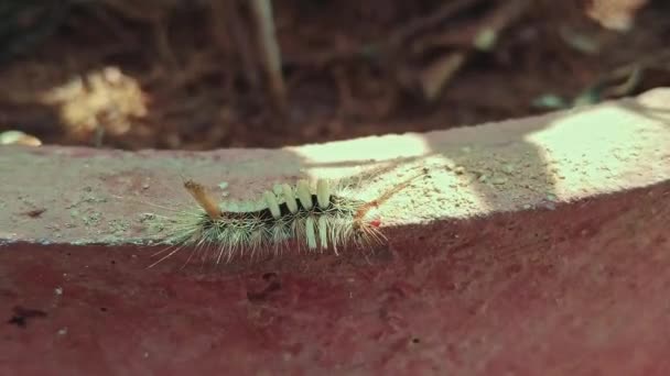 Macro View Tiny Caterpillar Moving Edge Plant Pot Sunny Morning — Stock Video