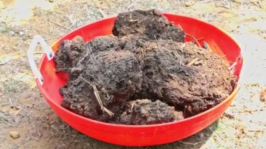 Plastik bir kapta inek gübresi ya da çiftlik hayvanı gübresi yığını. Doğal gübre. Çevre kavramı.