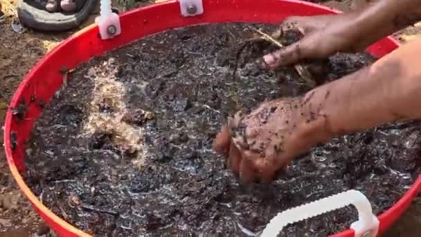 Sluiten Van Handen Mengen Bodem Compost Koeienmest Met Water Voor — Stockvideo