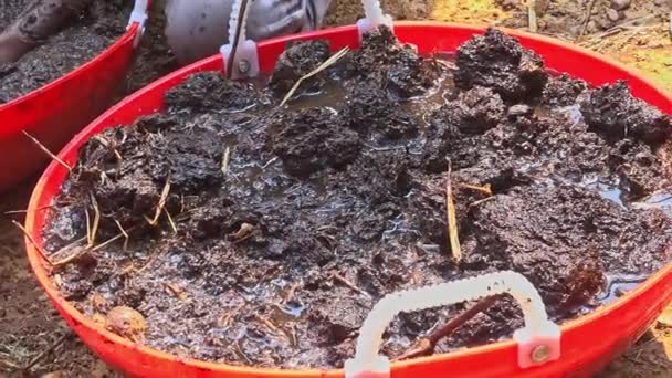Zbliżenie Rąk Mieszających Glebę Kompost Lub Krowie Łajno Wodą Przygotowania — Wideo stockowe