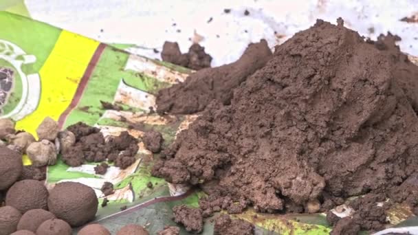 Tohum Toplarını Toprak Gübre Karışımıyla Hazırlayan Ellerin Yakın Çekim Videosu — Stok video