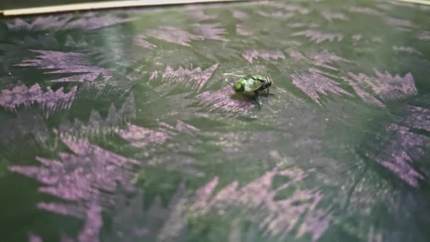 宏观上看 一个普通的绿色瓶子飞在桌子上自吹自擂 桌上的大口交虫 — 图库视频影像