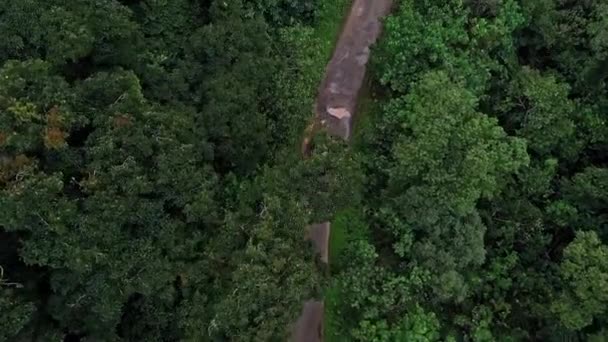 Aerial Cinematic Tracking View Car Driving Dense Jungle Road Time — Stock Video