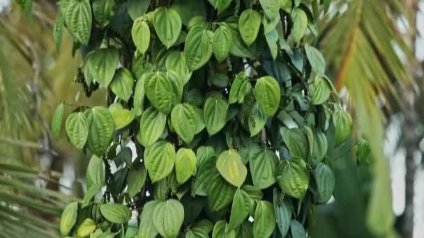 Αεροφωτογραφία Της Καλλιέργειας Φυτών Μαύρης Πιπεριάς Δέντρα Καρύδας Φυτείες Μαύρης — Αρχείο Βίντεο