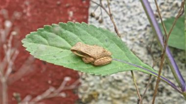 Küçük bir ağaç kurbağasının makro görüntüsü, Polypedates löcomystax, güneşli bir günde yaprak üzerinde izole edilmiş.